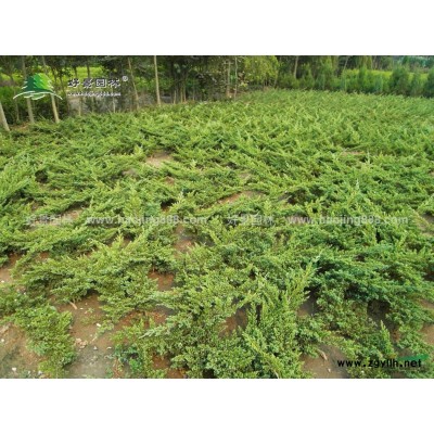 魚腥草價格_魚腥草圖片_魚腥草產地_魚腥草基地