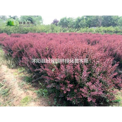 紅花雜醬草價格_紅花雜醬草圖片_紅花雜醬草綠化苗木苗圃基地