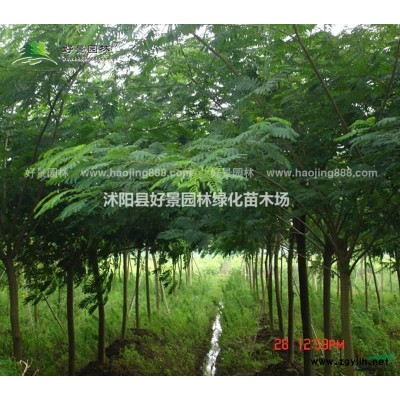 早園竹價(jià)格_早園竹圖片_早園竹產(chǎn)地_早園竹基地