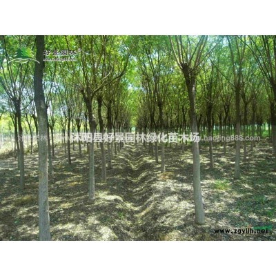 黃昌莆價(jià)格_黃昌莆圖片_黃昌莆產(chǎn)地_黃昌莆基地