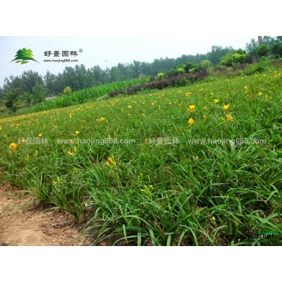 旱傘草價格_旱傘草圖片_旱傘草產地_旱傘草基地