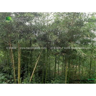 雞爪槭 價(jià)格_雞爪槭 圖片_雞爪槭 產(chǎn)地_雞爪槭 綠化苗木苗