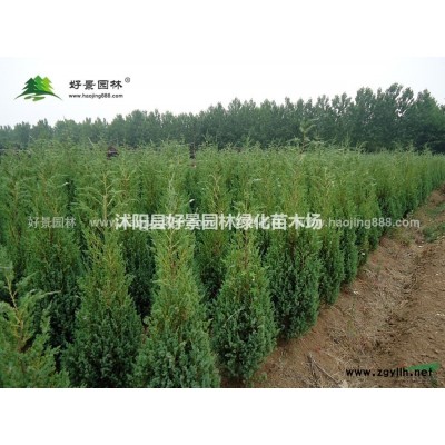 粉單竹價格_粉單竹圖片_粉單竹產地_粉單竹基地