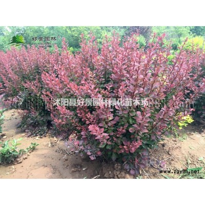 青皮竹價格_青皮竹圖片_青皮竹產地_青皮竹基地
