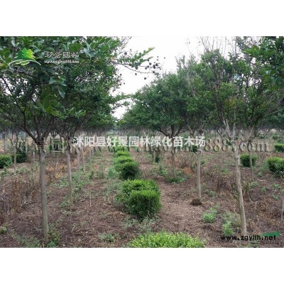 蘆葦價格_蘆葦圖片_蘆葦產地_蘆葦基地