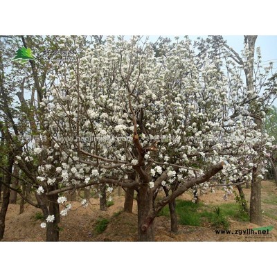 剛竹價(jià)格_剛竹圖片_剛竹產(chǎn)地_剛竹基地
