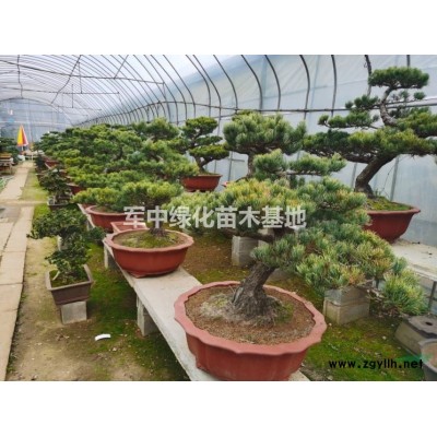 黃刺玫球基地，黃刺玫球價格，黃刺玫球圖片，黃刺玫產地
