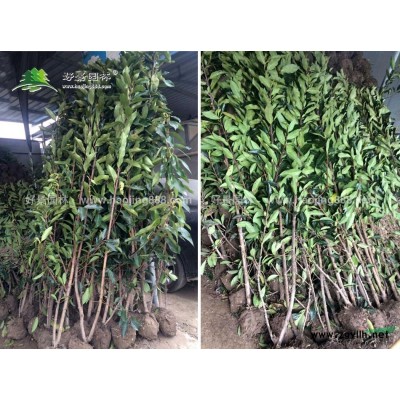 翠竹價格_翠竹圖片_翠竹產地_翠竹基地