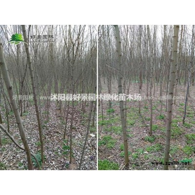 睡蓮價格_睡蓮圖片_睡蓮產地_睡蓮基地