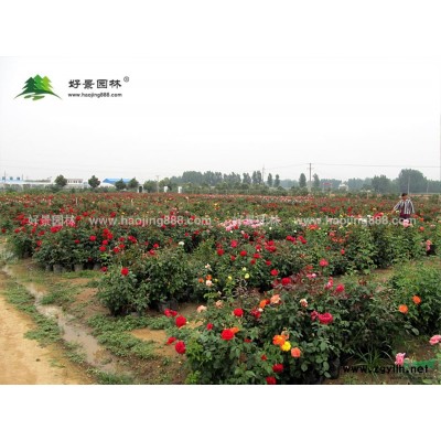 水生鳶尾價(jià)格_水生鳶尾圖片_水生鳶尾產(chǎn)地_水生鳶尾基地