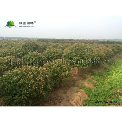 紅花槐價格_紅花槐圖片_紅花槐產地_紅花槐綠化苗木苗圃基地