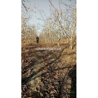 胸徑5公分山楂樹價格·胸徑6公分山楂樹圖片·胸徑5公分山楂樹