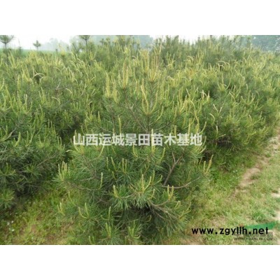 地徑15公分山楂樹·地徑20公分山楂樹30公分山楂樹供應(yīng)山西