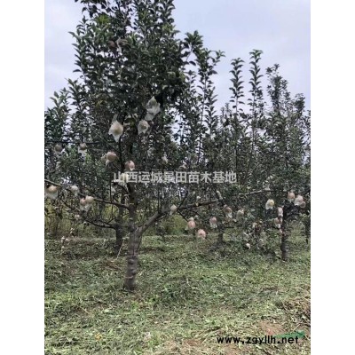 山楂樹規格·1-10公分山楂樹·10-30公分山楂樹詳情供應