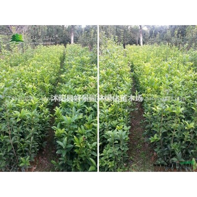 蔥蘭價(jià)格_蔥蘭圖片_蔥蘭產(chǎn)地_蔥蘭綠化苗木苗圃基地