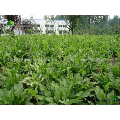 北京欒樹價格_北京欒樹產地_北京欒樹綠化苗木苗圃基地