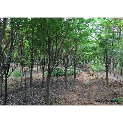 北京檜價格_北京檜圖片_北京檜產地_北京檜綠化苗木苗圃基地