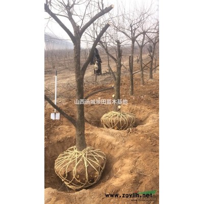 規格10公分山楂樹·山楂樹規格10公分山楂樹各種規格10公分