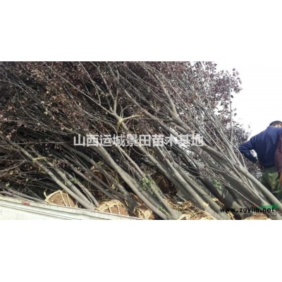 胸徑5公分紅葉李價格胸徑8公分紅葉李價格·供應山西紅葉李