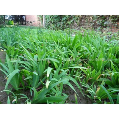 刺松價(jià)格_刺松圖片_刺松產(chǎn)地_刺松綠化苗木苗圃基地