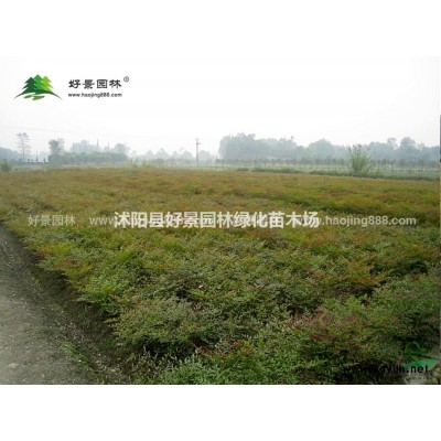 紅王子錦帶價格_紅王子錦帶產地_紅王子錦帶綠化苗木苗圃基地