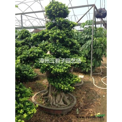 造型三角梅農(nóng)戶(hù)直銷(xiāo)