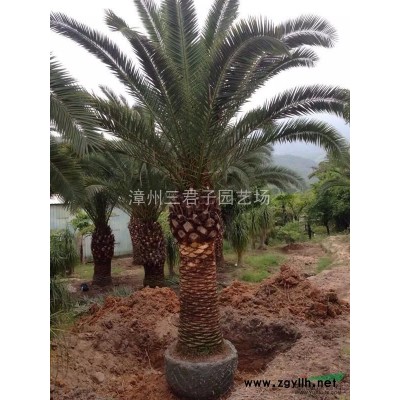 造型三角梅報(bào)價(jià)