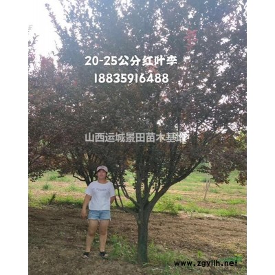 地徑30公分山楂樹地徑40公分山楂樹50公分山楂樹供應山西