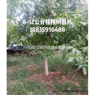 *各地50公分白皮松報(bào)價(jià)·山西白皮松50公分報(bào)價(jià)占地白皮松