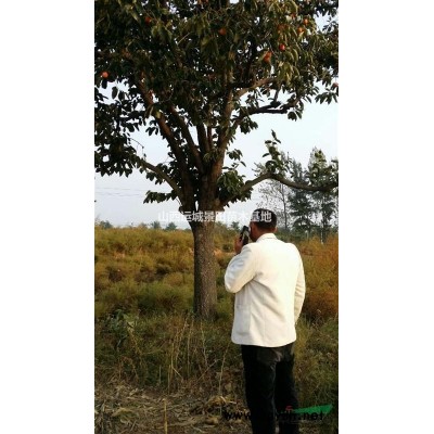 白皮松高50公分冠幅50公分白皮松圖片50公分占地白皮松詳情