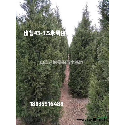 今天10公分山楂樹·現(xiàn)在10公分山楂樹價(jià)格行情山西山楂樹供應(yīng)