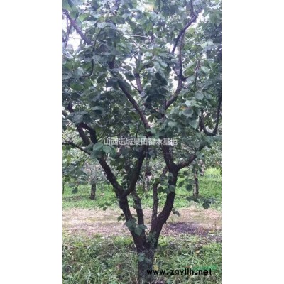 現在*新山楂樹價格·現在山西*新山楂樹詳情·現在8公分山楂樹