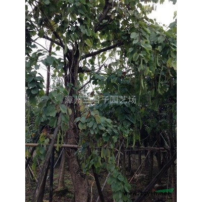 紅皮榕報(bào)價(jià)