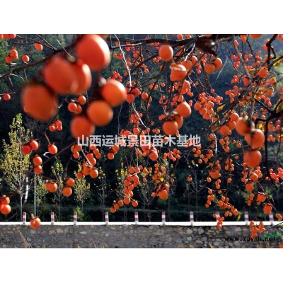 山西25公分山楂樹·山西27公分山楂樹30公分山楂樹價格產(chǎn)地