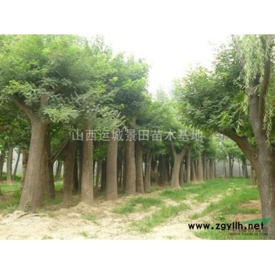 地徑5公分白皮松圖片·地徑5公分白皮松·100公分白皮松單價