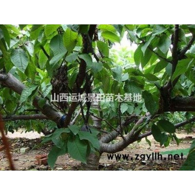 3-6公分速生楊價格·6-9公分速生楊價格·全冠速生楊供應(yīng)