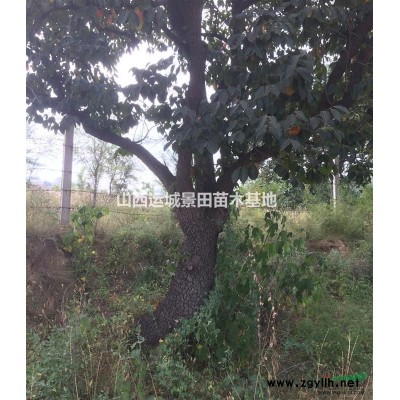50公分營養(yǎng)杯白皮松·70公分營養(yǎng)杯白皮松·出售營養(yǎng)杯白皮松