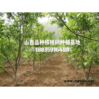 9公分山楂樹圖片·9公分山楂樹·9公分山楂樹詳情產(chǎn)地供應(yīng)