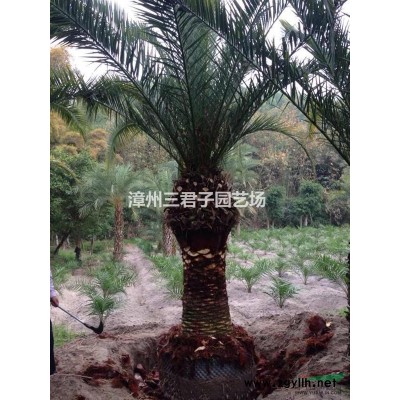 榕樹樁頭