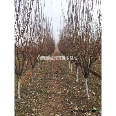 50公分白皮松**新報(bào)價(jià)·*各地50公分白皮松價(jià)格更新