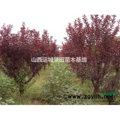 12公分法桐12.5公分法桐價格13公分法桐12公分法桐圖片
