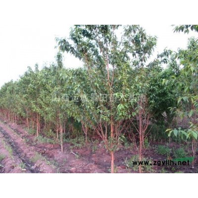 緊急處理50公分白皮松_50公分白皮松價(jià)格_山西運(yùn)城市白皮松