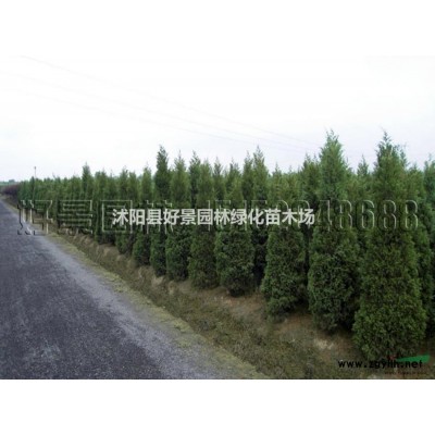 扁柏價格_扁柏圖片_扁柏產地_扁柏綠化苗木苗圃基地