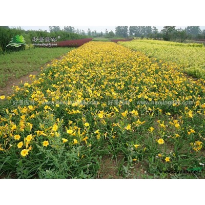 紅花刺槐價格_紅花刺槐產地_紅花刺槐綠化苗木苗圃基地