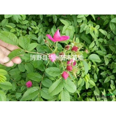 河北保定矮接金枝槐基地，批發價