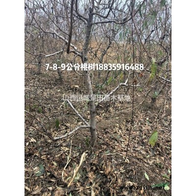 供應速生法桐·*新15公分法桐價格·*新18公分法桐價格詳情