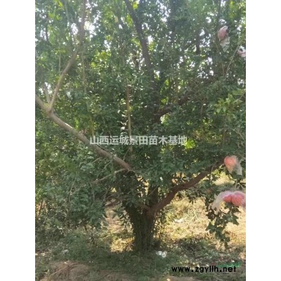 白皮松*新動(dòng)態(tài)·50公分白皮松詳情·100公分白皮松價(jià)格供應(yīng)