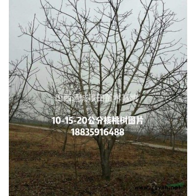 山楂小苗多少錢？哪里山楂苗？嫁接山楂苗·成品山楂樹苗價格產地
