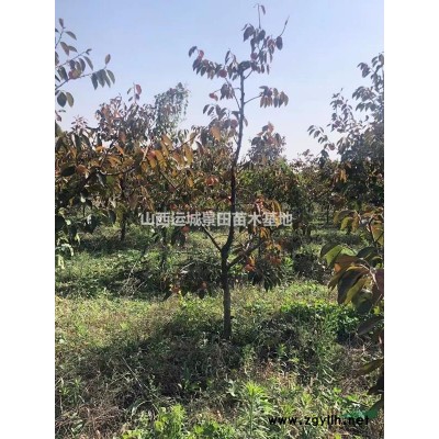 8公分蘋果樹價(jià)格·8公分蘋果樹價(jià)格價(jià)格·8公分蘋果樹多少錢？
