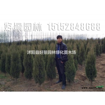 臭椿價(jià)格_臭椿圖片_臭椿產(chǎn)地_臭椿綠化苗木苗圃基地